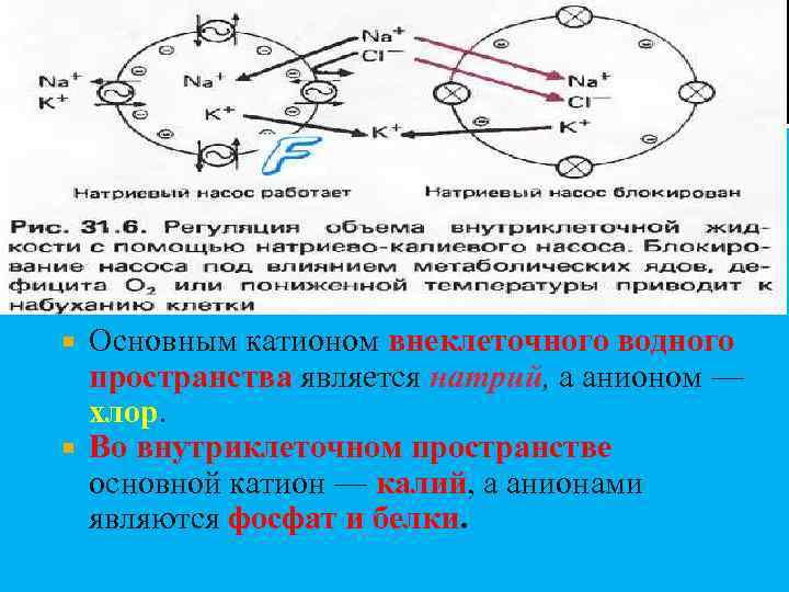 Основным катионом внеклеточного водного пространства является натрий, а анионом — хлор. Во внутриклеточном пространстве