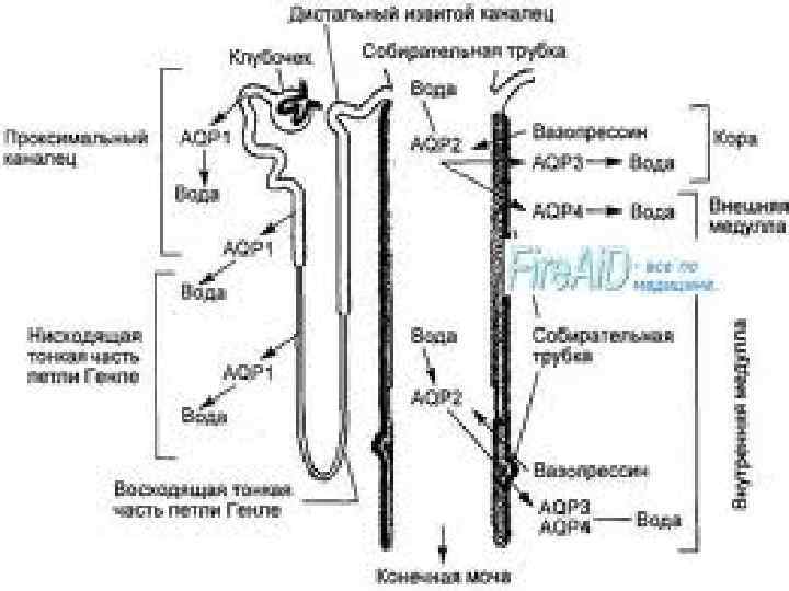 Какую функцию выполняет собирательная трубка. Реабсорбция в канальцах почки. Реабсорбция в проксимальных канальцах.