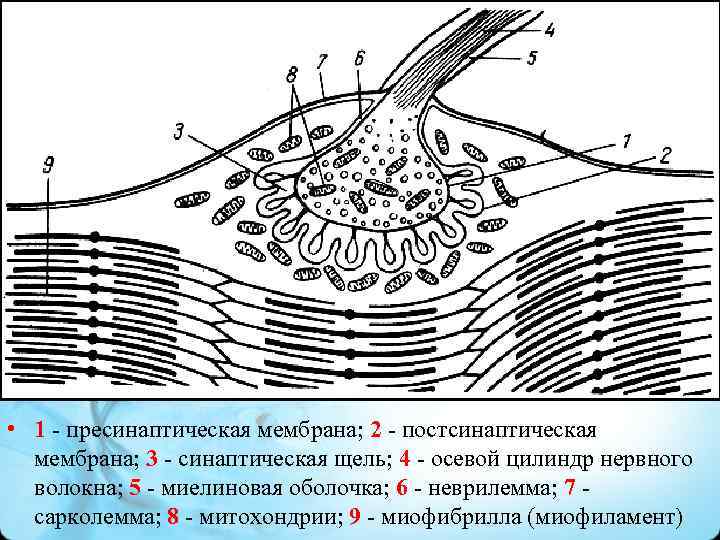  • 1 - пресинаптическая мембрана; 2 - постсинаптическая мембрана; 3 - синаптическая щель;