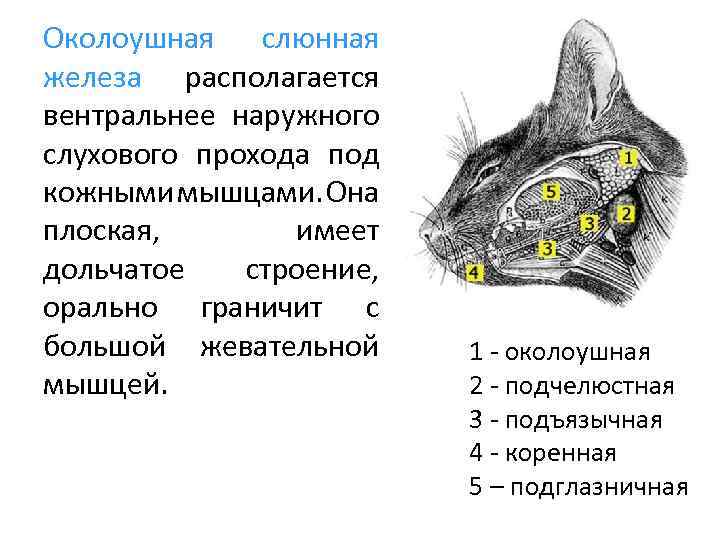 Околоушная слюнная железа располагается вентральнее наружного слухового прохода под кожными мышцами. Она плоская, имеет