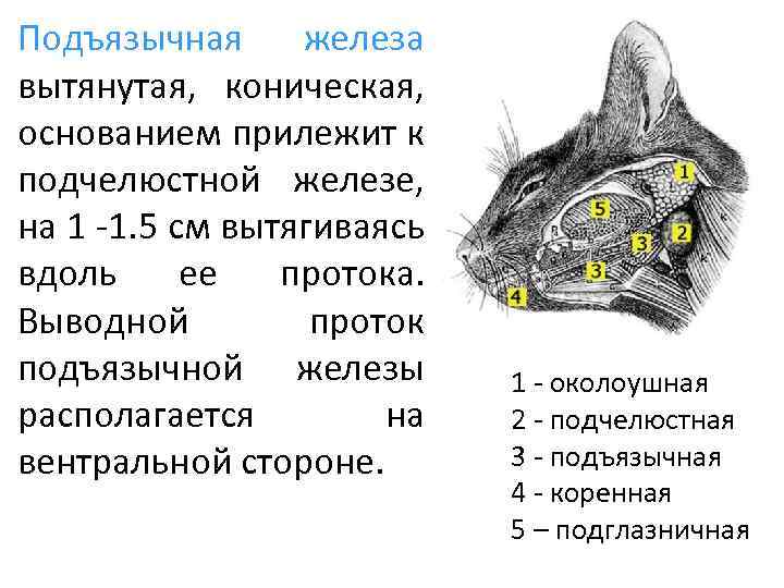 Подъязычная железа вытянутая, коническая, основанием прилежит к подчелюстной железе, на 1 -1. 5 см