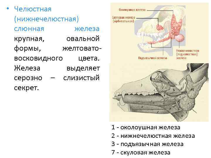  • Челюстная (нижнечелюстная) слюнная железа крупная, овальной формы, желтоватовосковидного цвета. Железа выделяет серозно