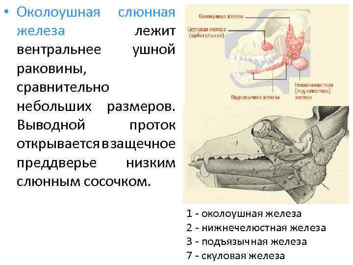  • Околоушная слюнная железа лежит вентральнее ушной раковины, сравнительно небольших размеров. Выводной проток