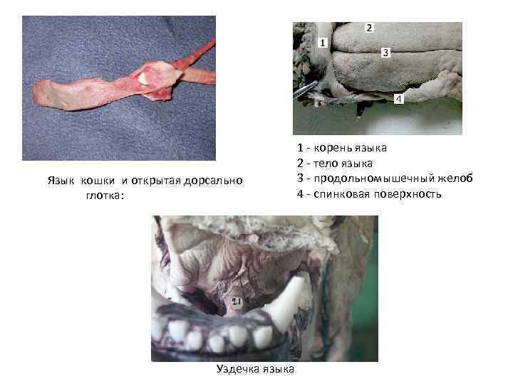 Язык кошки и открытая дорсально глотка: Уздечка языка 1 - корень языка 2 -