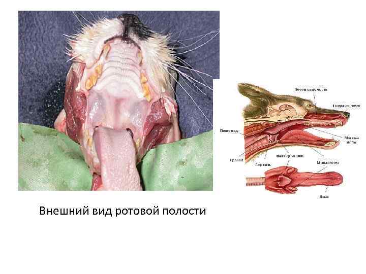 Внешний вид ротовой полости 