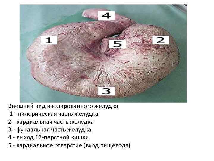 Внешний вид изолированного желудка 1 - пилорическая часть желудка 2 - кардиальная часть желудка