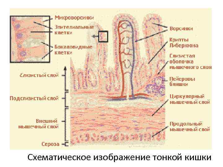 Схематическое изображение тонкой кишки 