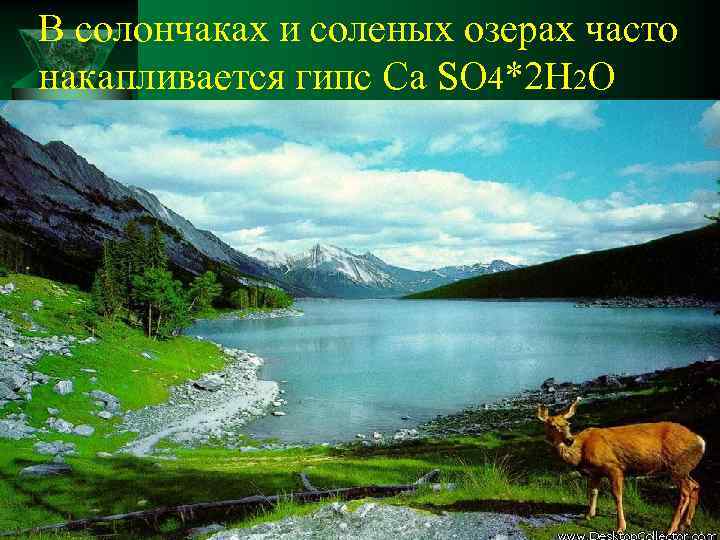 В солончаках и соленых озерах часто накапливается гипс Ca SO 4*2 H 2 O