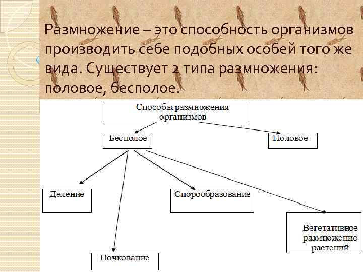 Размножение – это способность организмов производить себе подобных особей того же вида. Существует 2