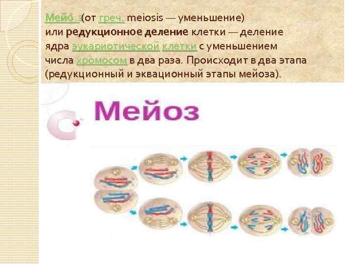 Мейо з греч. meiosis — уменьшение) (от или редукционное деление клетки — деление ядра