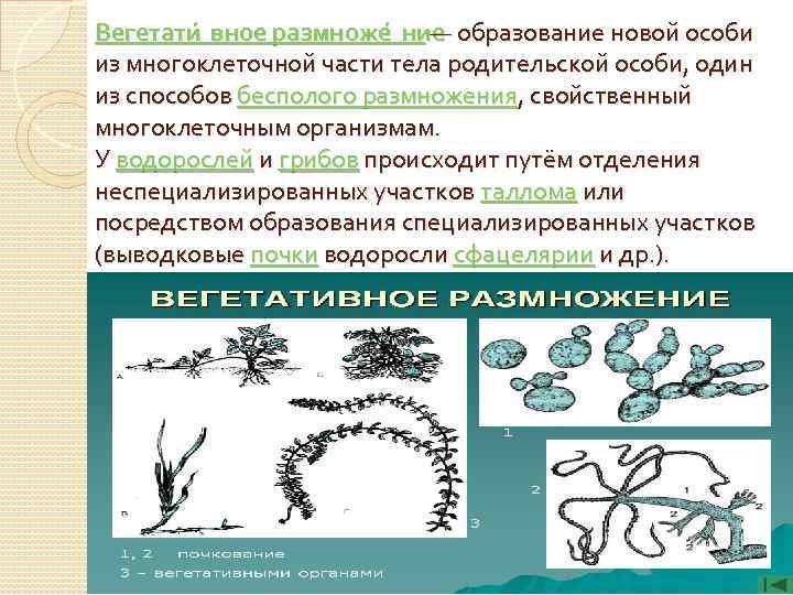 Вегетати вное размноже ние — образование новой особи из многоклеточной части тела родительской особи,