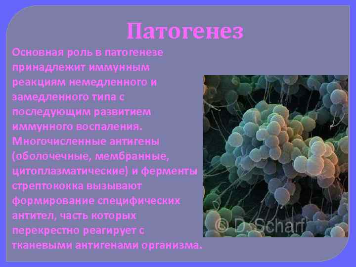 Патогенез Основная роль в патогенезе принадлежит иммунным реакциям немедленного и замедленного типа с последующим