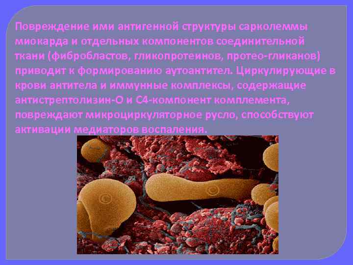 Повреждение ими антигенной структуры сарколеммы миокарда и отдельных компонентов соединительной ткани (фибробластов, гликопротеинов, протео-гликанов)