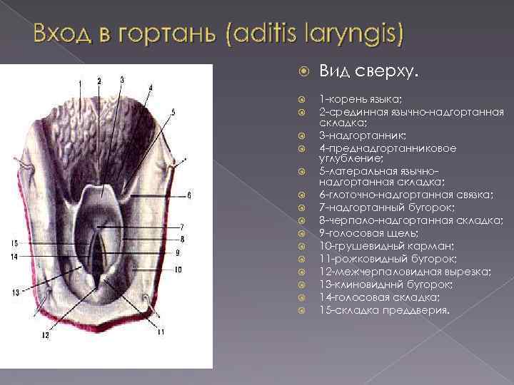 Вход в гортань (aditis laryngis) Вид сверху. 1 -корень языка; 2 -срединная язычно-надгортанная складка;