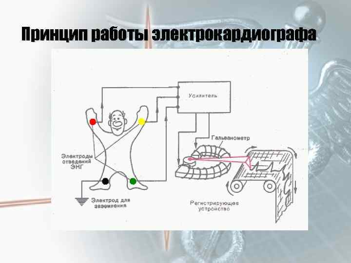 Принцип работы электрокардиографа 