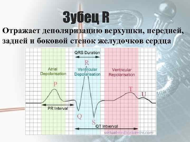 Зубец R Отражает деполяризацию верхушки, передней, задней и боковой стенок желудочков сердца 