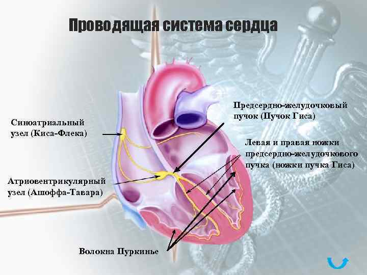 Проводящая система сердца Синоатриальный узел (Киса-Флека) Атриовентрикулярный узел (Ашоффа-Тавара) Волокна Пуркинье Предсердно-желудочковый пучок (Пучок