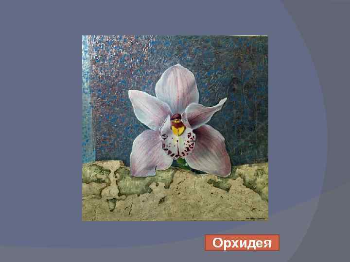 Орхидея 