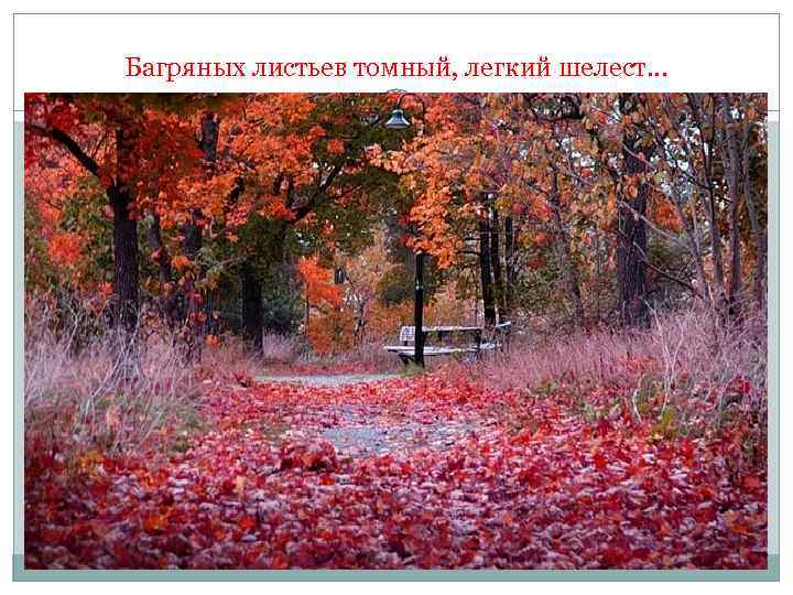 Багряных листьев томный, легкий шелест… 