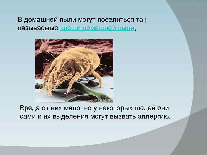 Клещ домашней пыли immunocap