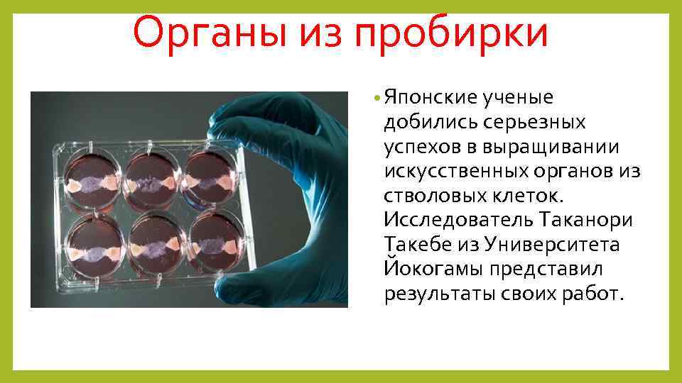 Органы из пробирки • Японские ученые добились серьезных успехов в выращивании искусственных органов из