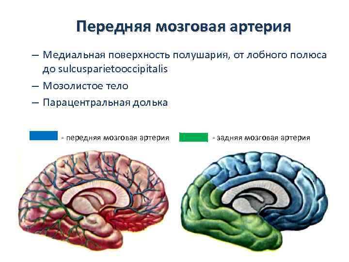Передняя мозговая артерия – Медиальная поверхность полушария, от лобного полюса до sulcusparietooccipitalis – Мозолистое