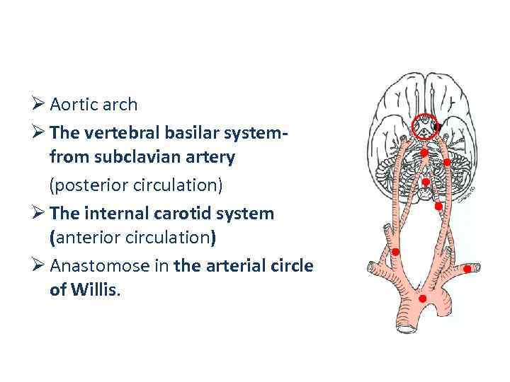 Ø Aortic arch Ø The vertebral basilar system- from subclavian artery (posterior circulation) Ø