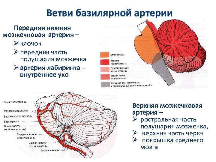 Ветви базилярной артерии Передняя нижняя мозжечковая артерия – Ø клочок Ø передняя часть полушария