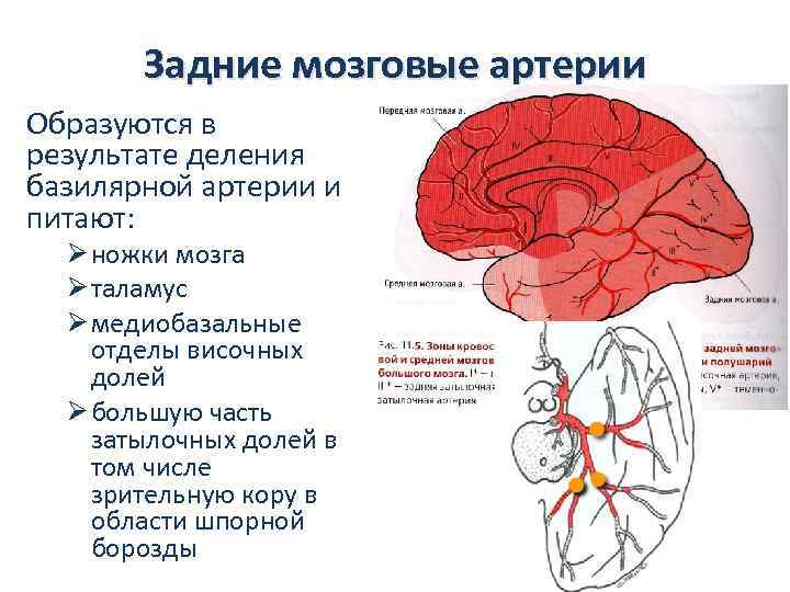 Задние мозговые артерии Образуются в результате деления базилярной артерии и питают: Ø ножки мозга