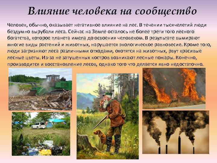 Влияние человека на сообщество Человек, обычно, оказывает негативное влияние на лес. В течении тысячелетий