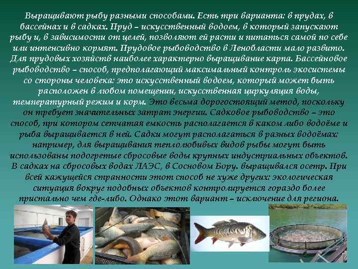 Рациональное использование рыб. Рыбоводство в Ленинградской. Рыбоводство это кратко. Сообщение о рыбоводстве 3 класс. Сообщение по теме рыбоводство.