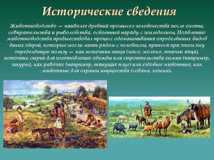 Исторические сведения Животноводство — наиболее древний промысел человечества после охоты, собирательства и рыболовства, освоенный