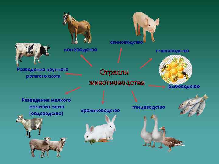 Где содержат сельскохозяйственных животных