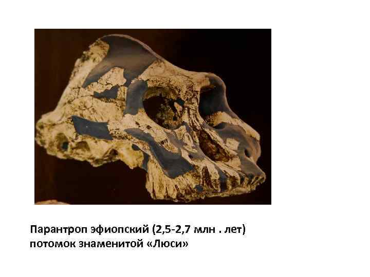 Парантроп эфиопский (2, 5 -2, 7 млн. лет) потомок знаменитой «Люси» 