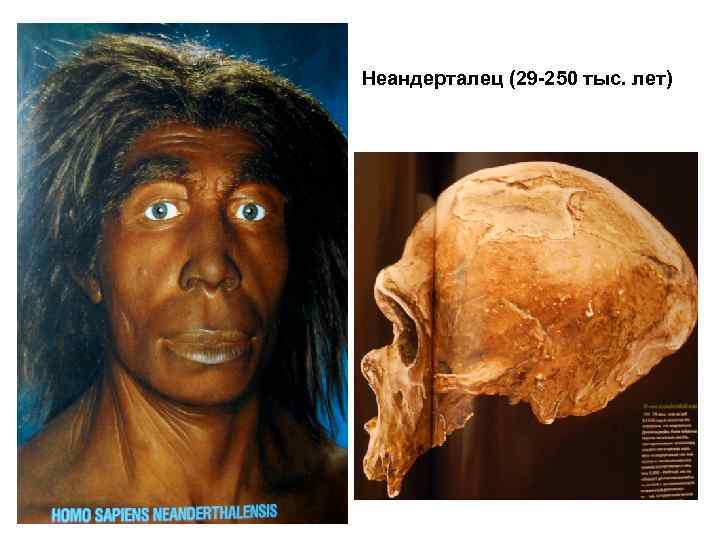 Неандерталец (29 -250 тыс. лет) 