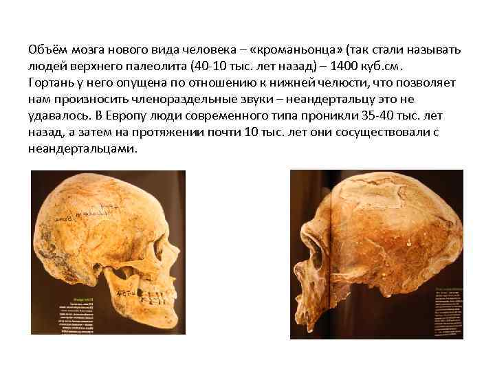 Объём мозга нового вида человека – «кроманьонца» (так стали называть людей верхнего палеолита (40
