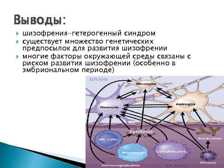 Выводы: шизофрения-гетерогенный синдром существует множество генетических предпосылок для развития шизофрении многие факторы окружающей среды