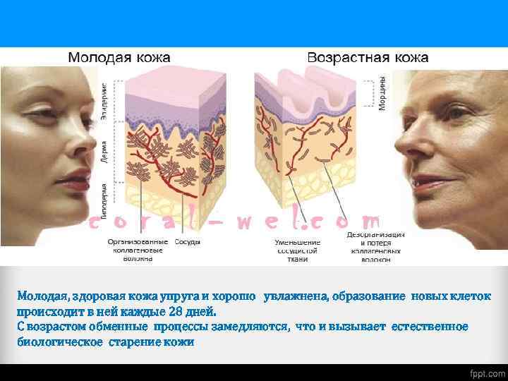 Молодая, здоровая кожа упруга и хорошо увлажнена, образование новых клеток происходит в ней каждые