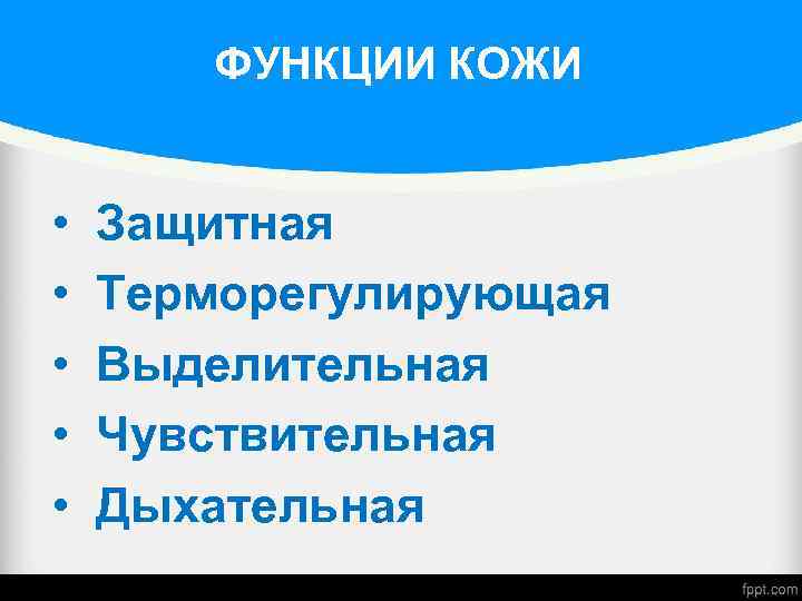 ФУНКЦИИ КОЖИ • Защитная • Терморегулирующая • Выделительная • Чувствительная • Дыхательная 