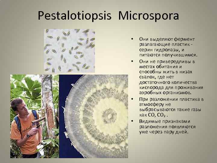 Pestalotiopsis Microspora • • Они выделяют фермент разлагающие пластик серин гидролазы, и питаются получившимся.