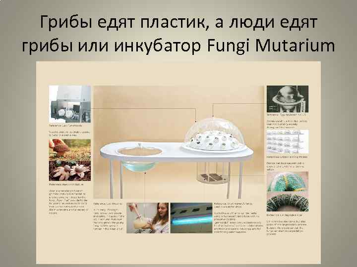 Грибы едят пластик, а люди едят грибы или инкубатор Fungi Mutarium 