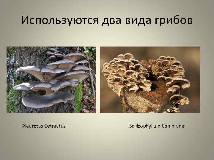 Используются два вида грибов Pleurotus Ostreatus Schizophyllum Commune 