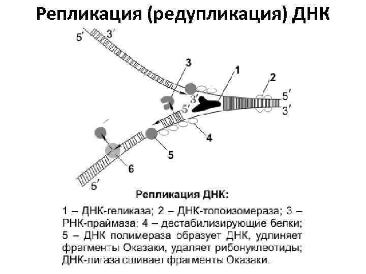 3 этапа репликации. Схема процесса репликации ДНК. Схема репликации ДНК эукариот. Этапы репликации ДНК схема. Схема репликационной вилки ДНК.