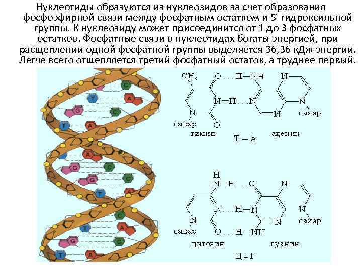 Богатые энергией связи между остатками фосфорной. Фосфатная связь. Фосфатные связи ДНК. Фосфатные группы нуклеиновых кислот. Нуклеотид это микробиология.