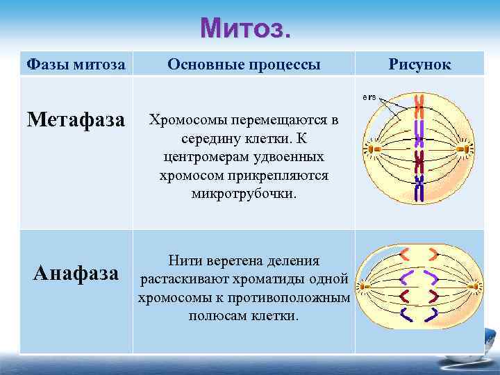 Профаза митоза сколько хромосом. Основные процессы метафазы митоза. Фазы деления мейоза метафаза. Фазы метафаза анафаза. Митоз профаза метафаза.