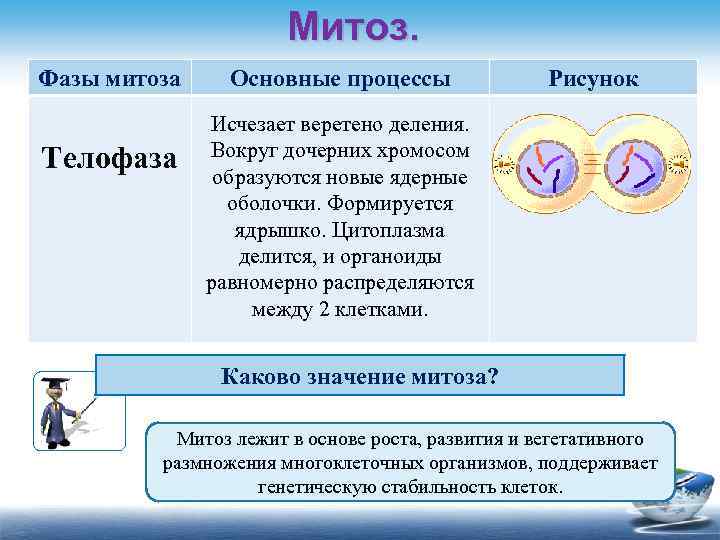 Митоз. Фазы митоза Телофаза Основные процессы Рисунок Исчезает веретено деления. Вокруг дочерних хромосом образуются