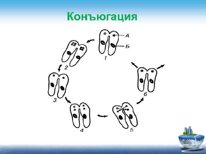 Конъюгация деление