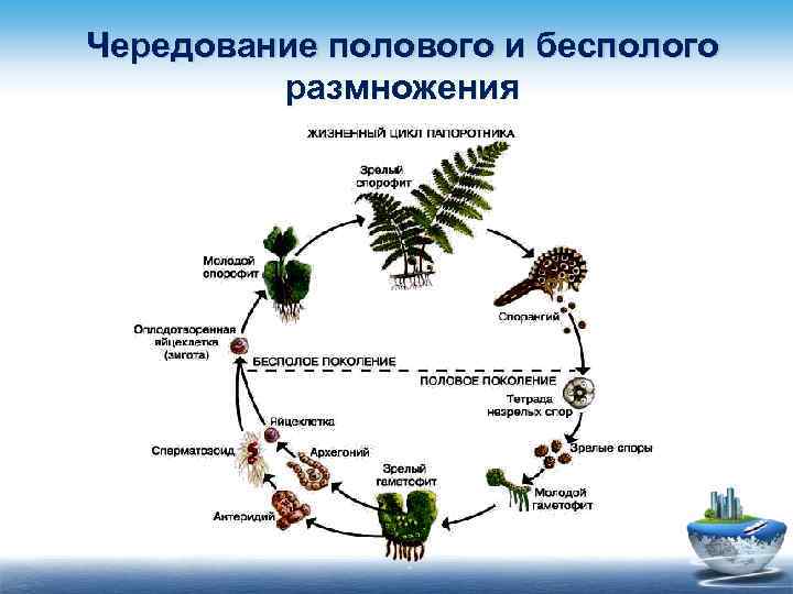 Жизненные циклы высших споровых. Чередование поколений жизненного цикла папоротника. Размножение растений схема. Схемчередования поколений у растений. Жизненный цикл половое и бесполое.