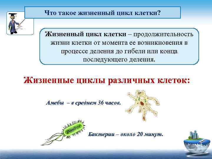 Что такое жизненный цикл клетки? Жизненный цикл клетки – продолжительность жизни клетки от момента