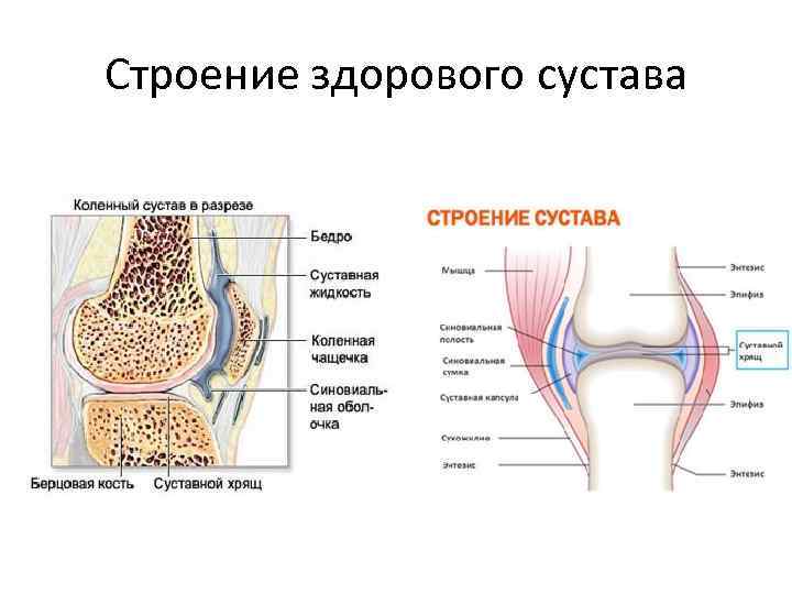 Схема строения сустава анатомия. Строение сустава биология 8 класс. Схема строения коленного сустава человека.